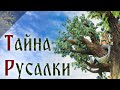 Урок 42. Тайна Русалки. Что такое Трава-Мурава. Русская Школа Русского Языка