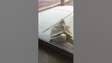 Tortoise tries to open a sliding glass door