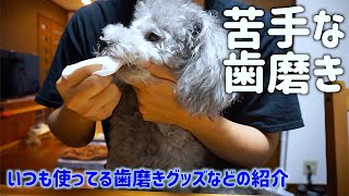 🐶うちはこんな風に犬の歯磨きをしています。【トイプードルのグリィ】【犬】【dog】【toy poodle】