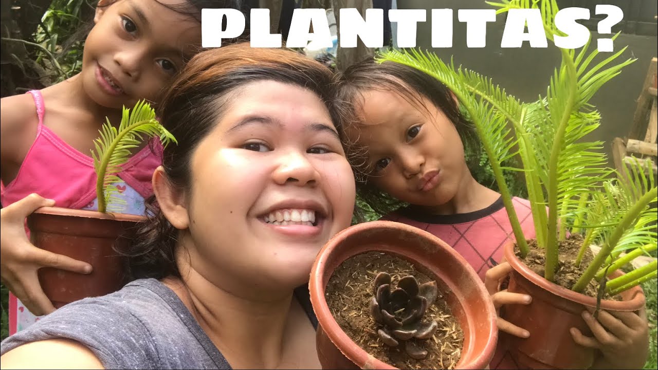 HOW TO REPOT SUCCULENTS? 