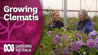 Everything you need to know about planting Clematis | Discovery | Gardening Australia