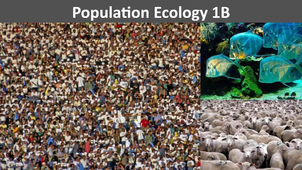 Biology Lesson 2: Population Ecology