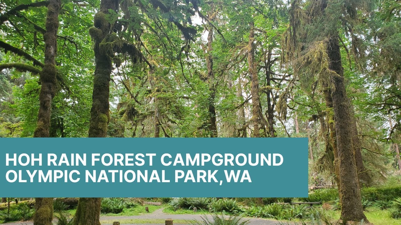 Hoh Rainforest Campground Campsite Review YouTube