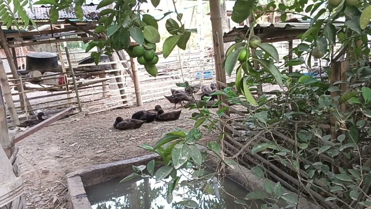 Farm life with children cat , cows, darks, chickens, goose,thank for whact subscribe my video 😊👏