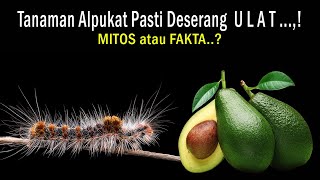 Kenapa Pohon Alpukat Diserang Ulat? Apakah Saat Ini Tananan Alpukat Pasti Diserang Ulat Bulu