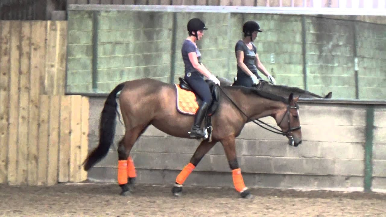 Dressage Training Part 2 YouTube