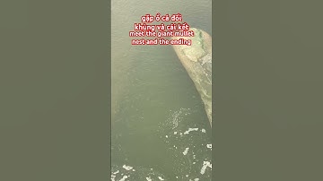 meet the giant mullet nest and the ending/gặp ổ cá đối khủng #haisan #amthuc #fishing #thinhhanh