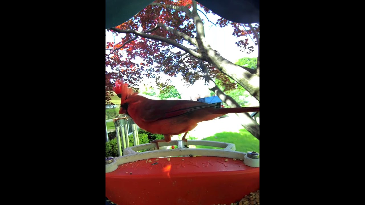 why Mr. cardinal???? 💩💩