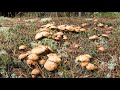 ЖЕНЕ НА РАДОСТЬ! Боровые белые грибы на каждом шагу. Грибы 2020. Белые грибы 2020. Mushroom fungus.