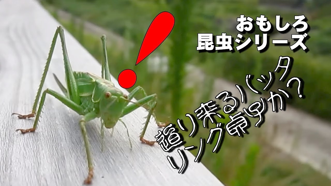 バッタ キリギリス が迫ってくる動画 まるで リング Youtube バッタ キリギリス が迫ってくる動画 まるで リング Youtube