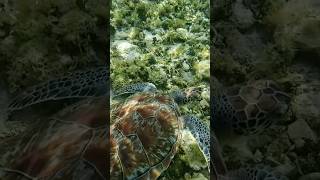 Morning Snorkel Norman Island Ng