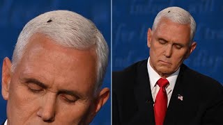 Fly spotted on Mike Pence's head during vice presidential debate | ABC7