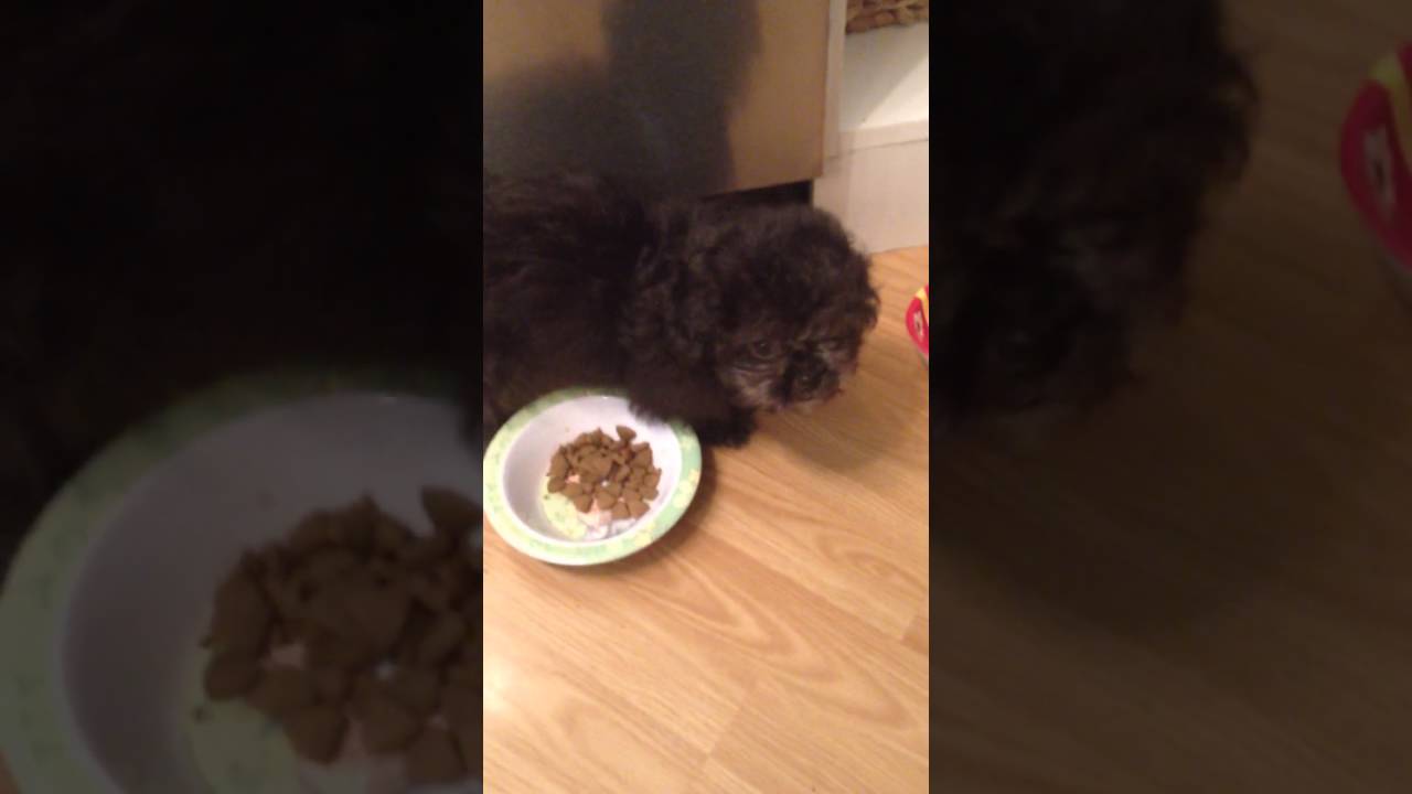 Cachorro confundido no sabe cómo funciona el bowl de comida - YouTube