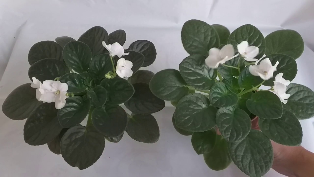 CAUSA principal de la MUERTE de las VIOLETAS AFRICANAS. Experimento DÍA 1