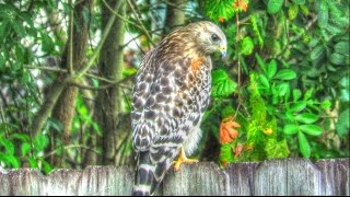 Blue Jay Imitating Red Shouldered Hawk Call - Fail! Wealth