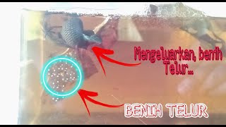 Ikan Cupang MDS / Medan Super Bertelur