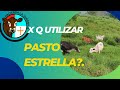 POR QUE DEBO UTILIZAR PASTO ESTRELLA