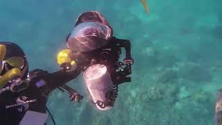 My First Snorkelling Adventure at the Great Barrier Reef! 🐠🌊 | Cairns, Australia#GreatBarrierReef 