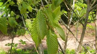 Quercus pontica dub černomořský