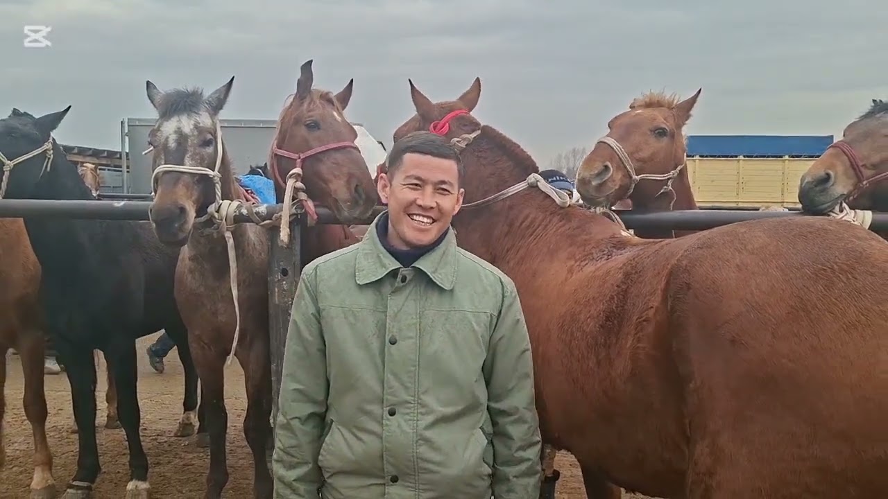 02.03.2026.Сарыағаш мал базары.Жылқылар,айғырлар,дөнендер,құнандар,биелер,биелер құлынымен,байталдар