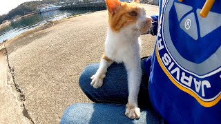 漁港で出会った野良猫をナデナデしたらゴロゴロと喜んで甘えてきた