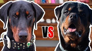 ROTTWEILER VS DOBERMANN  comparison between breed