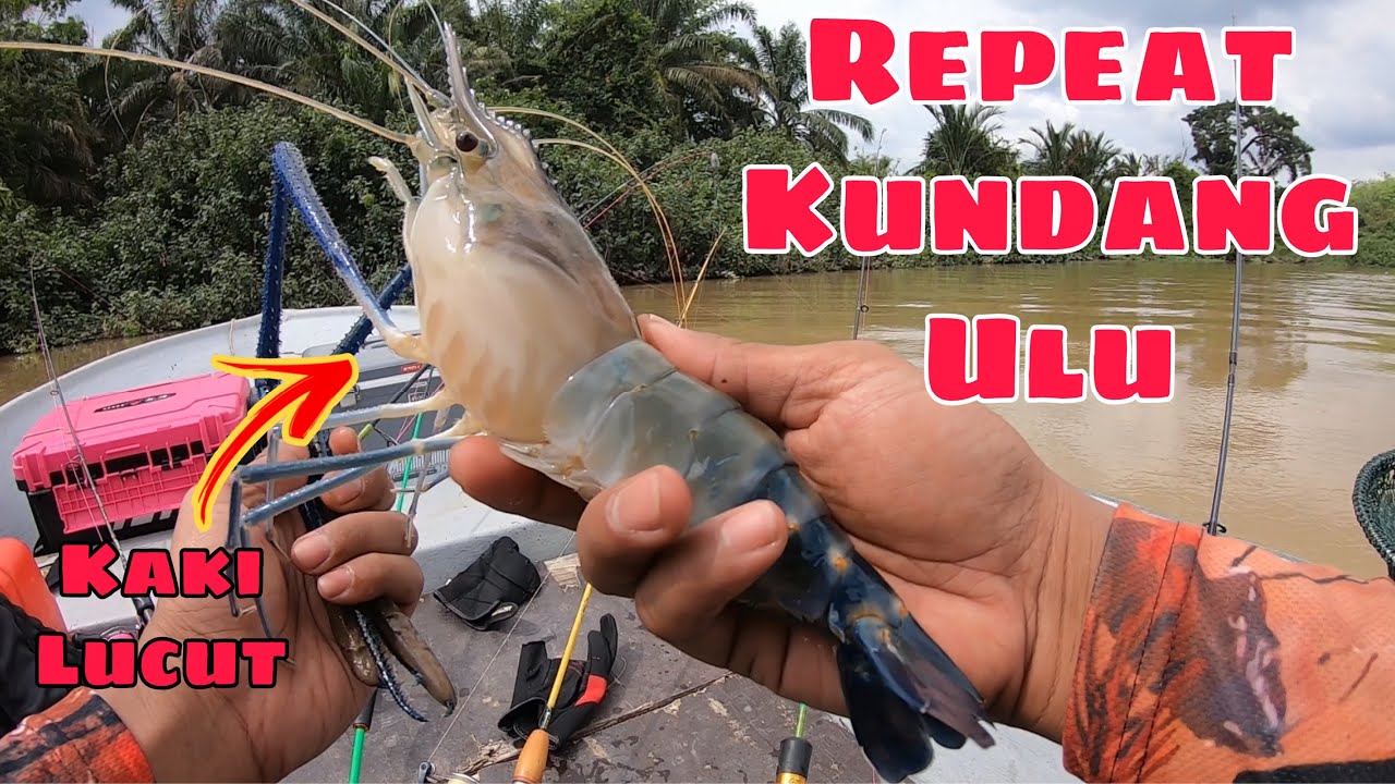 Repeat mancing udang galah kampung kundang ulu ke gombang |  kaw kaw lucut | prawn fishing |