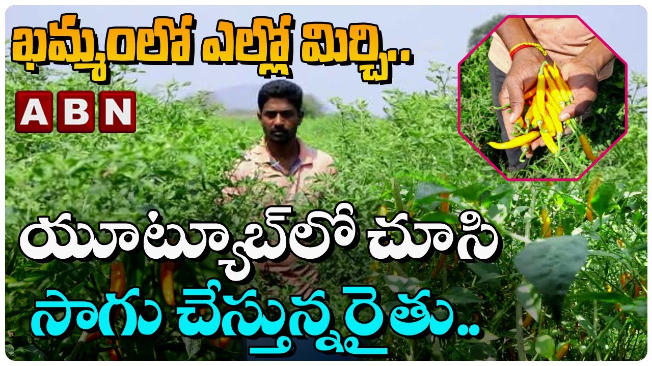 ఖమ్మంలో ఎల్లో మిర్చి.. యూట్యూబ్ లో చూసి సాగు చేస్తున్న రైతు.. | Yellow Mirchi Crop Cultivation | ABN
