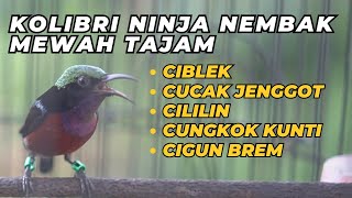 TEMBAKAN BURUNG KOLIBRI NINJA GACOR FULL MATERI TAJAM COCOK UNTUK PANCINGAN DAN MASTERAN BURUNG ANDA