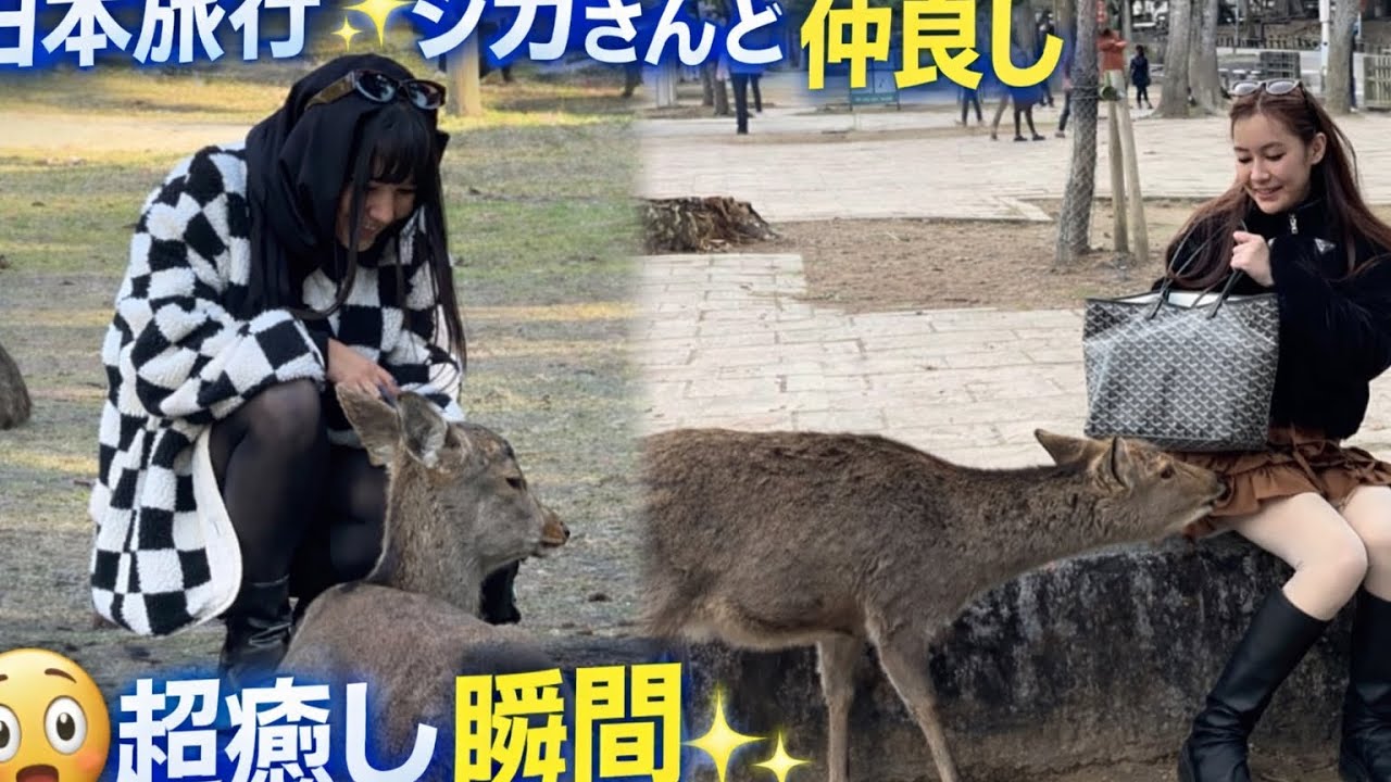【奈良公園】日本最高!!奈良公園を満喫する外国人観光 客の反応:外国人の女の子たちが鹿と甘いひとときを過ごし ます。この動画はきっと心に響きます🦌👌❤️