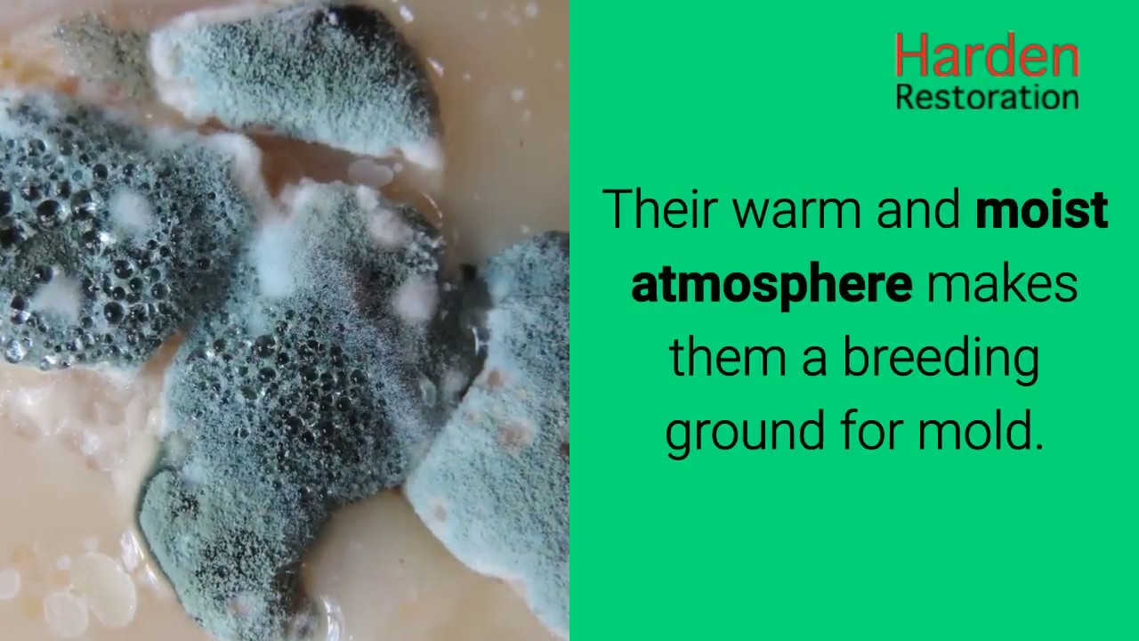 Mold Removal Scottsdale Arizona | Harden Restoration of Phoenix