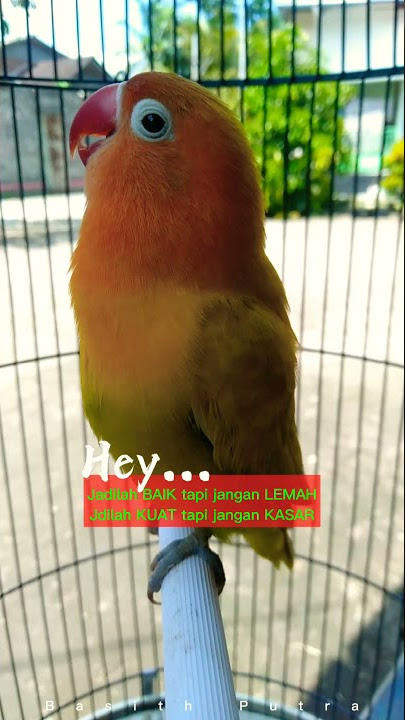 story wa ngekek Lovebird lelah