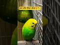 BUDGIE LOVER 🐦🦜#youtubeshorts #shortvideo #comedy #birds #shorts #trending #explore#shortsfeed#viral