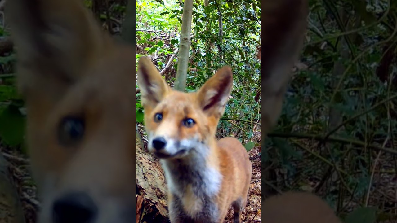 I finally captured some amazing red foxes! 🦊 