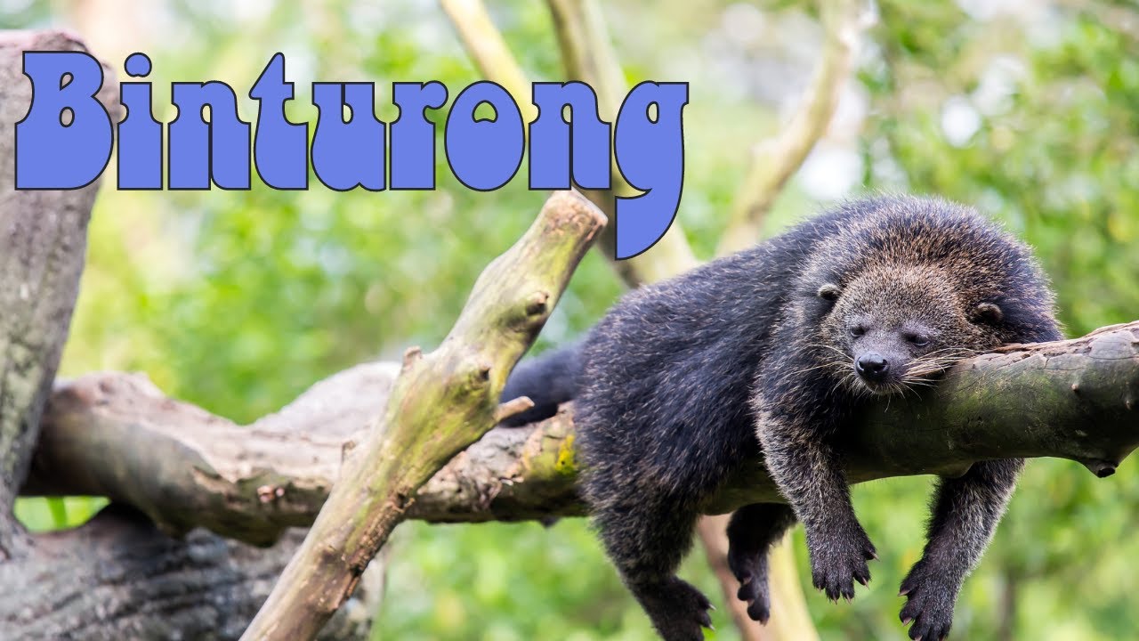 ビントロング - ポップコーンのにおいがするクマ？