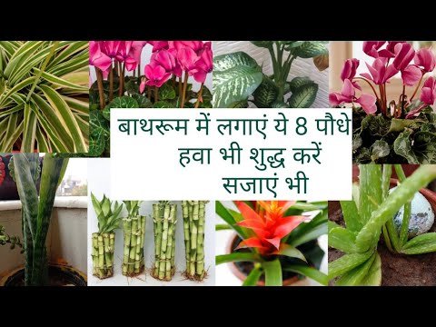 वीडियो: बाथरूम में पौधे उगाना - वर्षा और टब के लिए सर्वश्रेष्ठ पौधे
