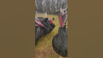 Thumbnail of Turkey Hen Sounds