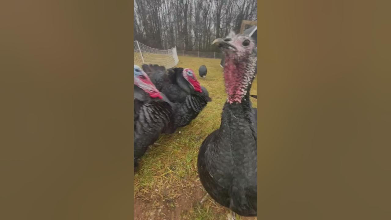 Turkey Hen Sounds