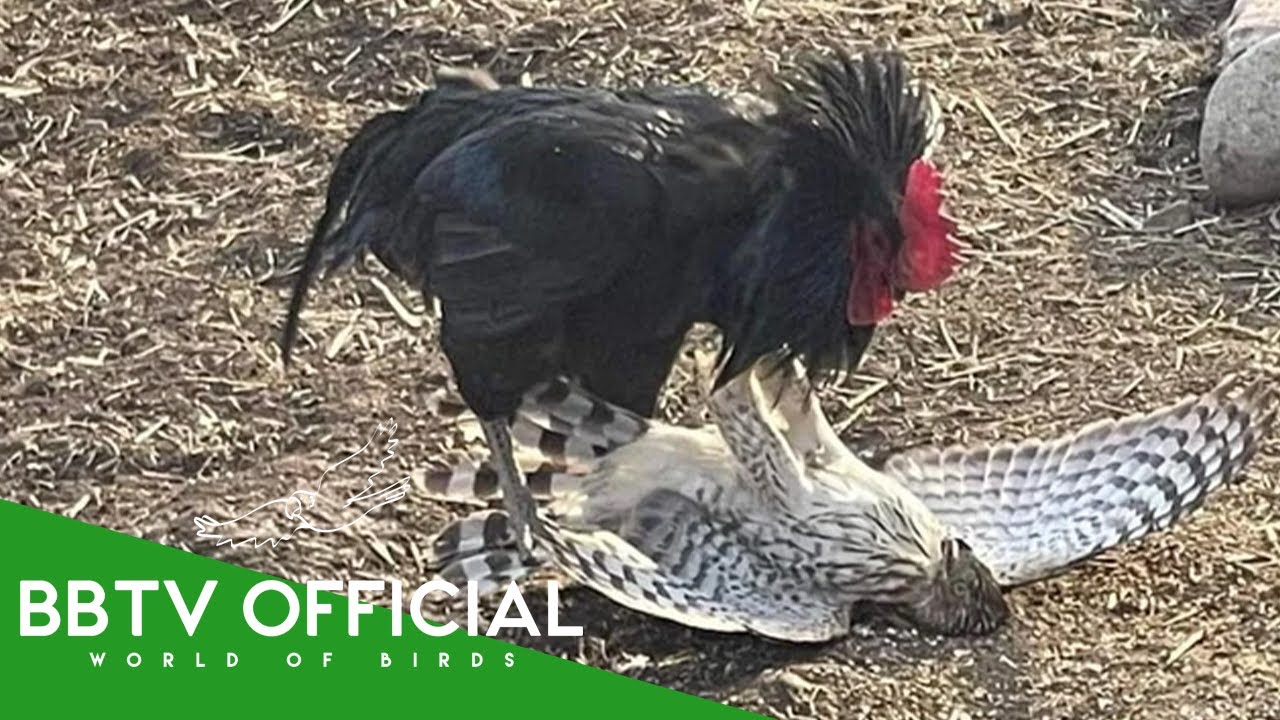 Хохлатый орёл-ястреб | Охотничье путешествие матери, чтобы вырастить птенца, и встречи с дикой пр...