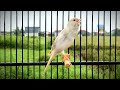 تغريد رائع لطائر الكناري ي ثير غناء مجموعة من الطيور كناري بلجيكي