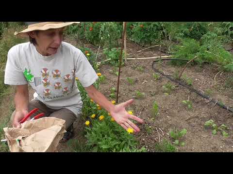 Video: Piante di calendula in vaso: impara come coltivare le calendule in contenitori