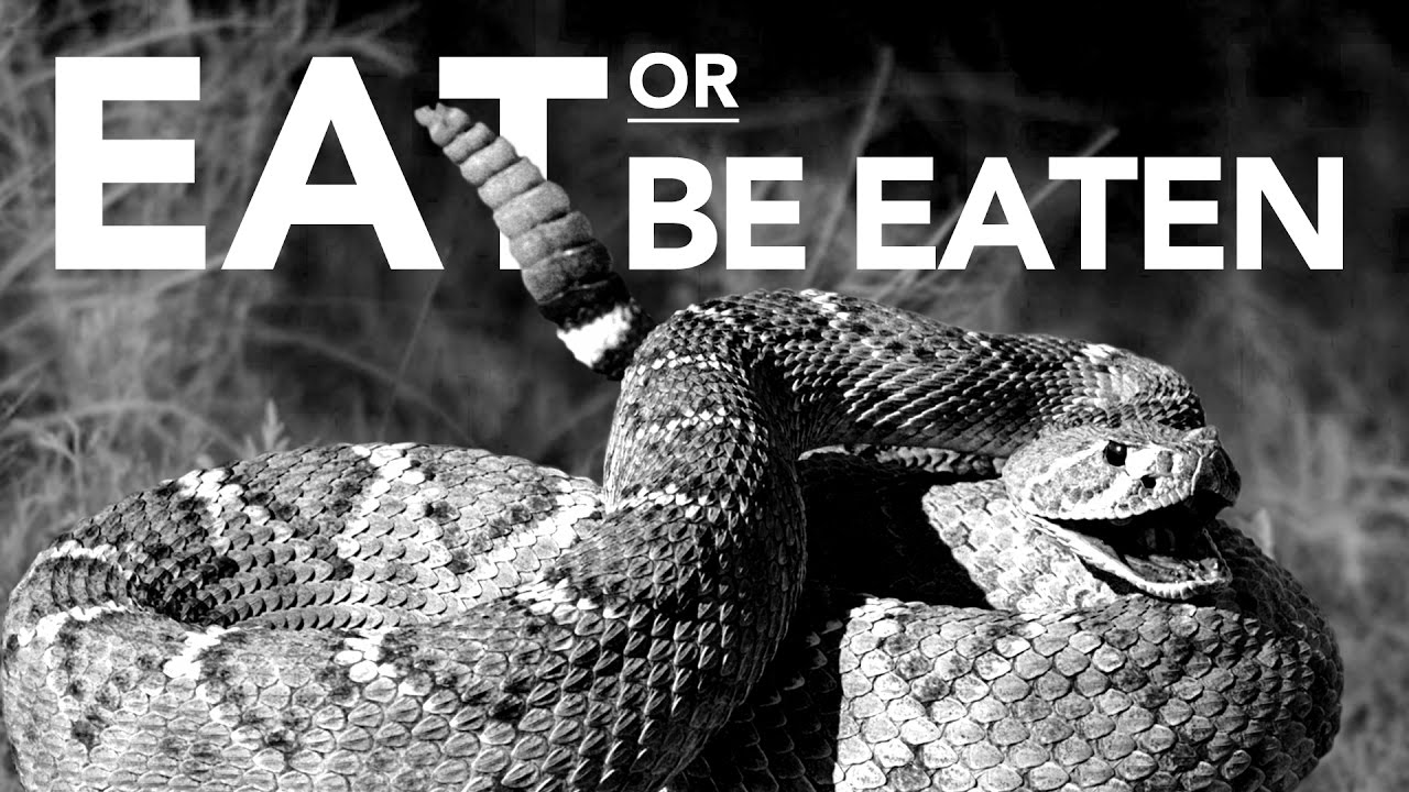 When Predators Attack Prey What Determines Success Or Failure Youtube