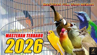 Masteran Murai Batu  Isian Tembakan  Pancingan Gacor Pagi  Malam