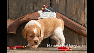 French Brittany puppies for sale first bird contact