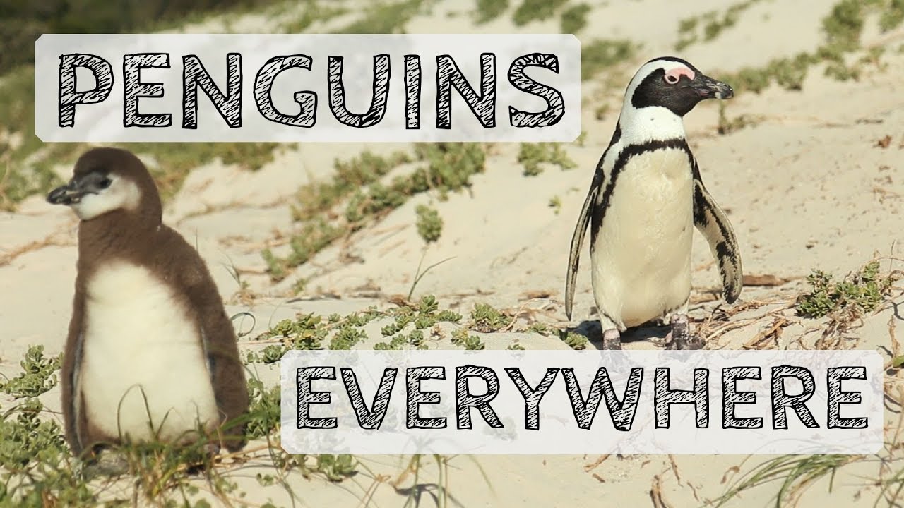 Boulders Beach & Safety in Cape Town - South Africa Travel Vlog (Day 4)