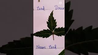 Names of Leaves... Part - 1