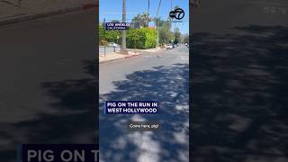 Pig on the run in West Hollywood