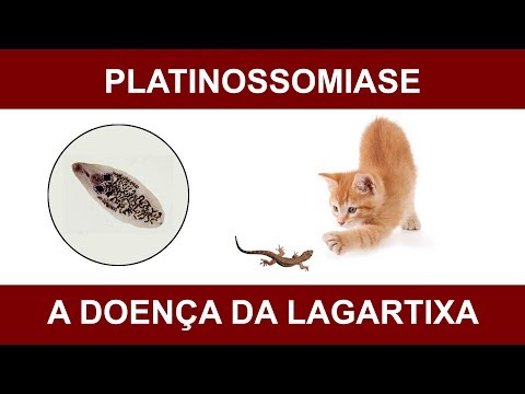 Vídeo: Doença De Guaxinim Em Gatos