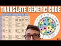 Decoding mRNA: The Journey from Codons to Amino Acids