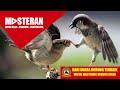 Suara Burung Gereja Tarung Untuk Masteran Non Stop Omkicau(.mp3 .mp4) Mp3 - Mp4 Download